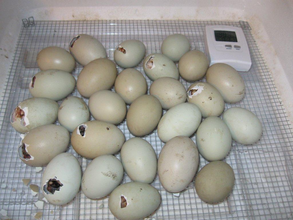 offer a table top incubator and 12 fertile chicken eggs. The incubator 